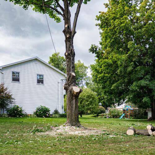 Large tree in a residential yard next to a white house