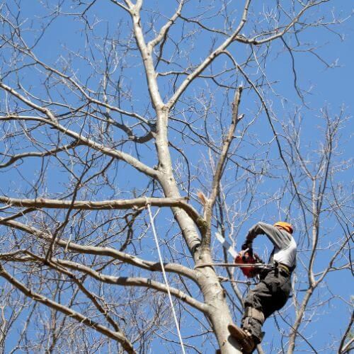 Arborist climbing a tall bare tree with ropes
