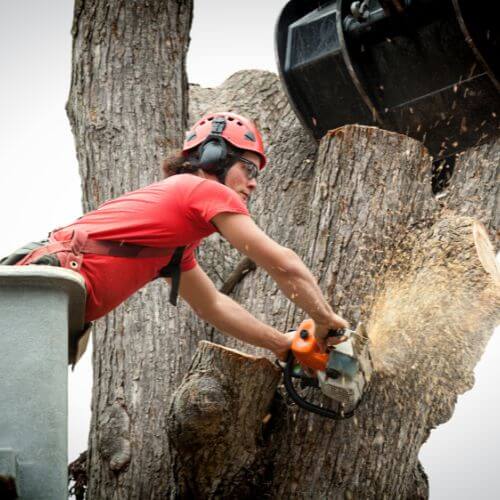 Arborist in a red helmet cutting a large trunk with a chainsaw